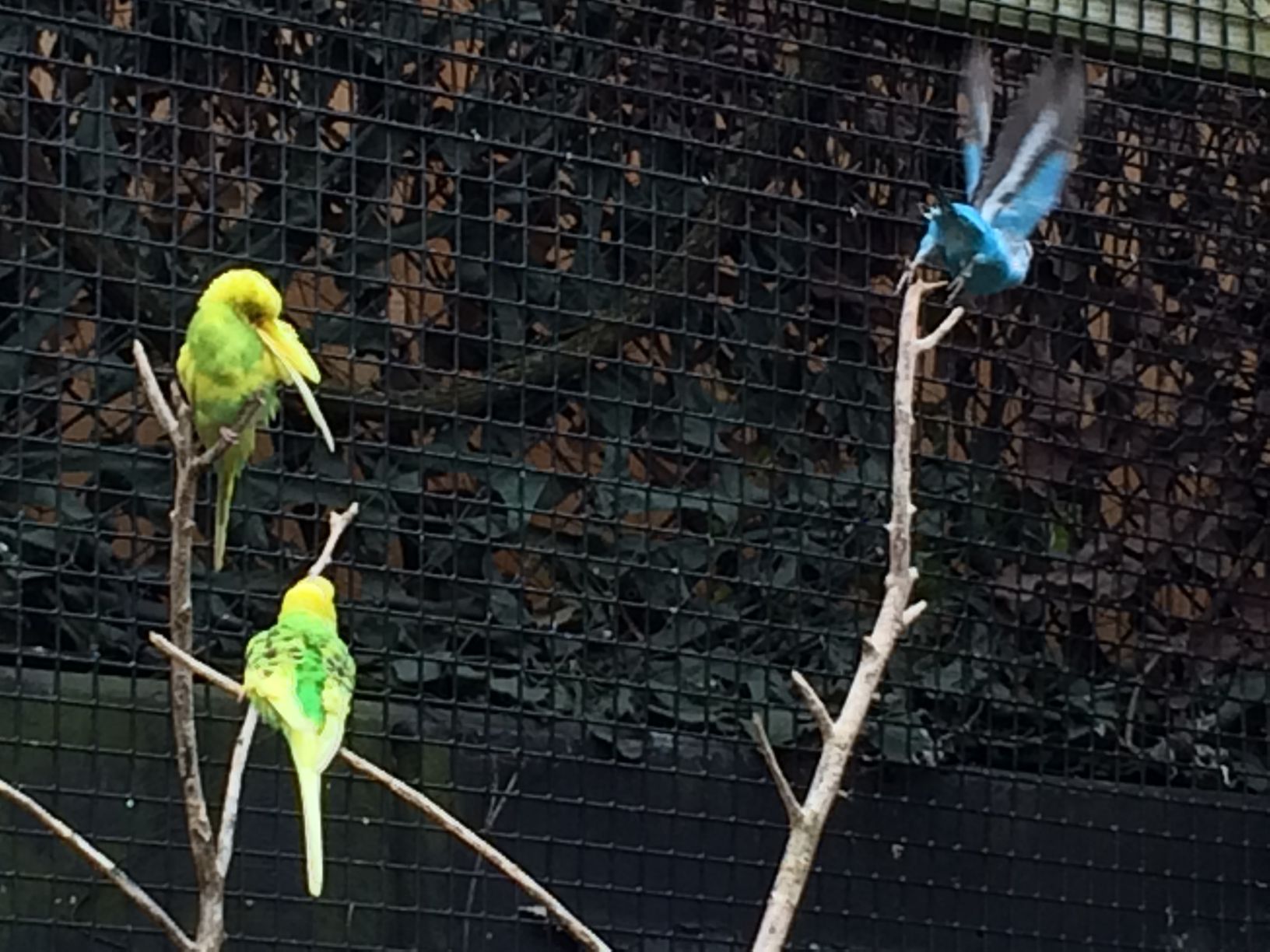 Washington Park Zoo